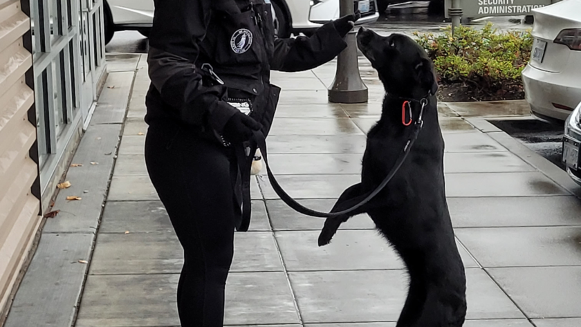 dog training tutorials for real dogs online
