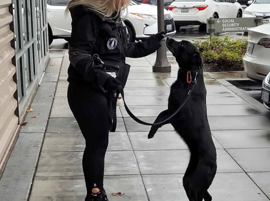 dog training tutorials for real dogs online