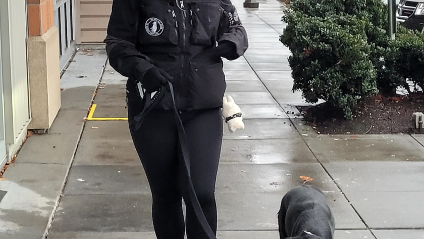 anxious dog training seattle kent maple valley washington