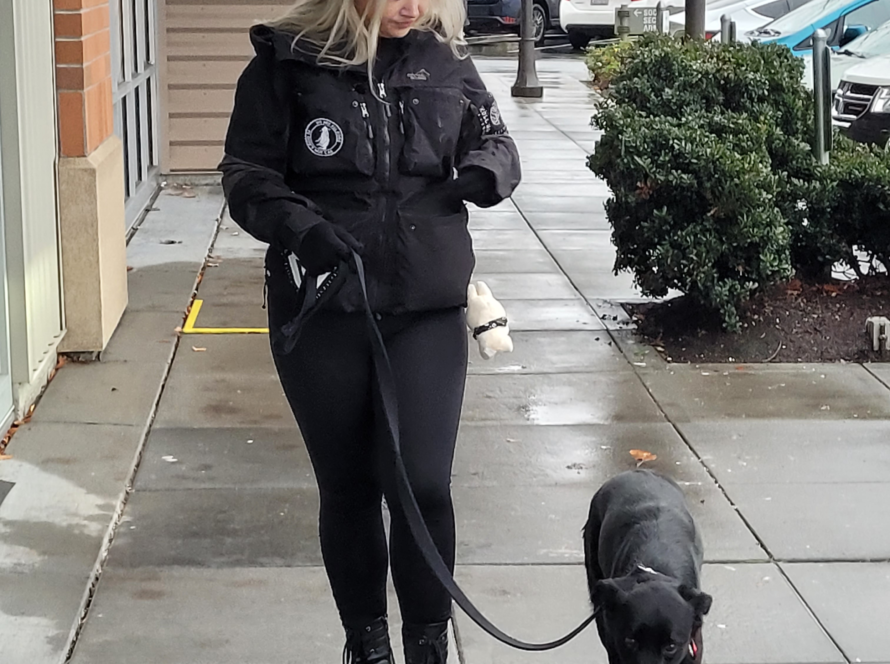 anxious dog training seattle kent maple valley washington