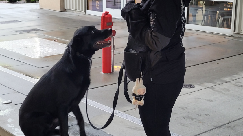 dog trainer kent wa