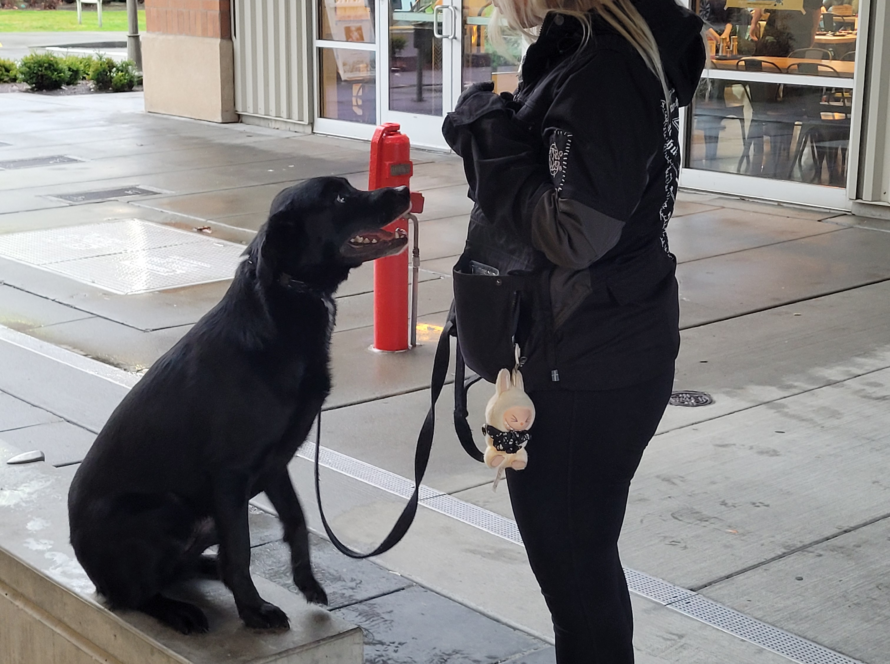 dog trainer kent wa