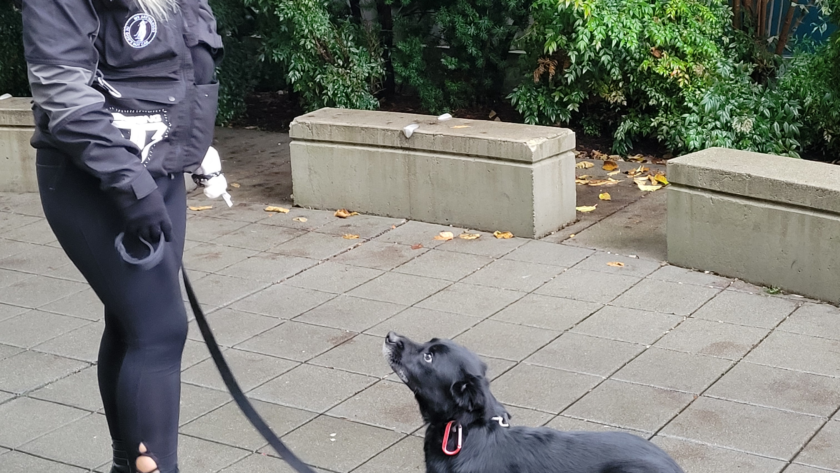 positive reinforcement training kent wa