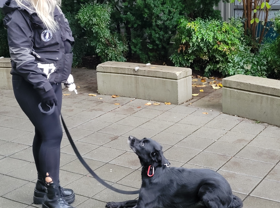 positive reinforcement training kent wa