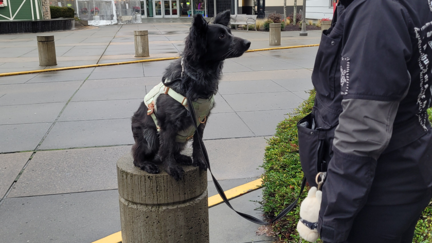 service dog training seattle washington