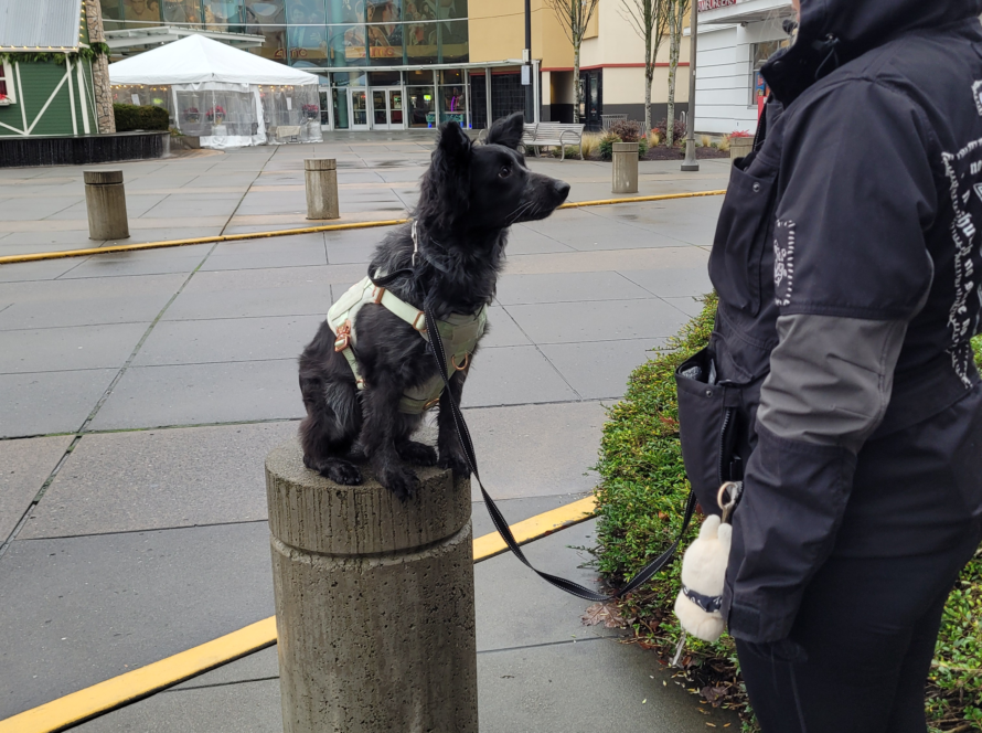 service dog training seattle washington