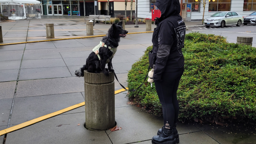 protection dog training washington state