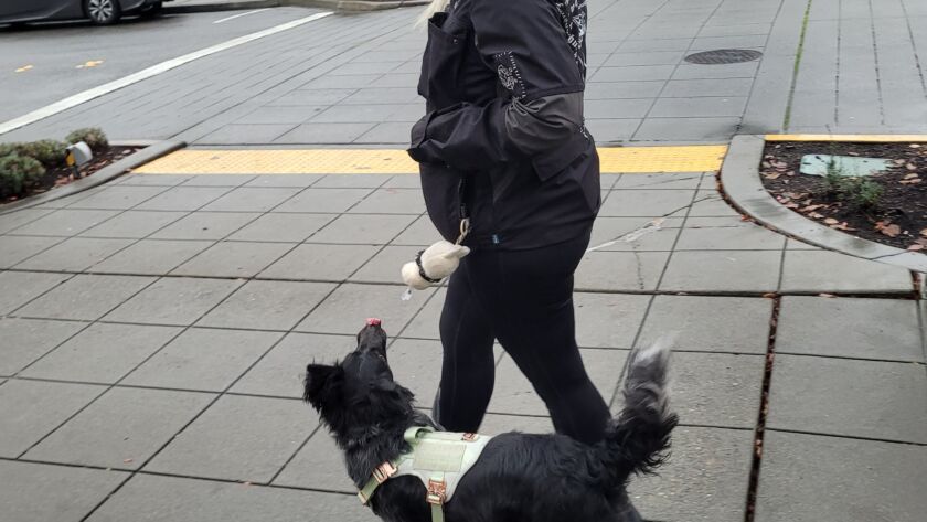 service dog training kent renton maple valley seattle washington