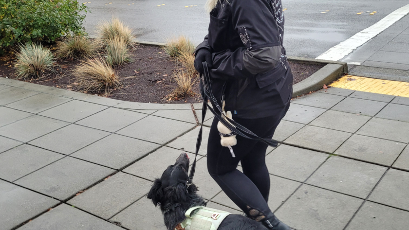 service dog training maple valley renton kent seattle washington