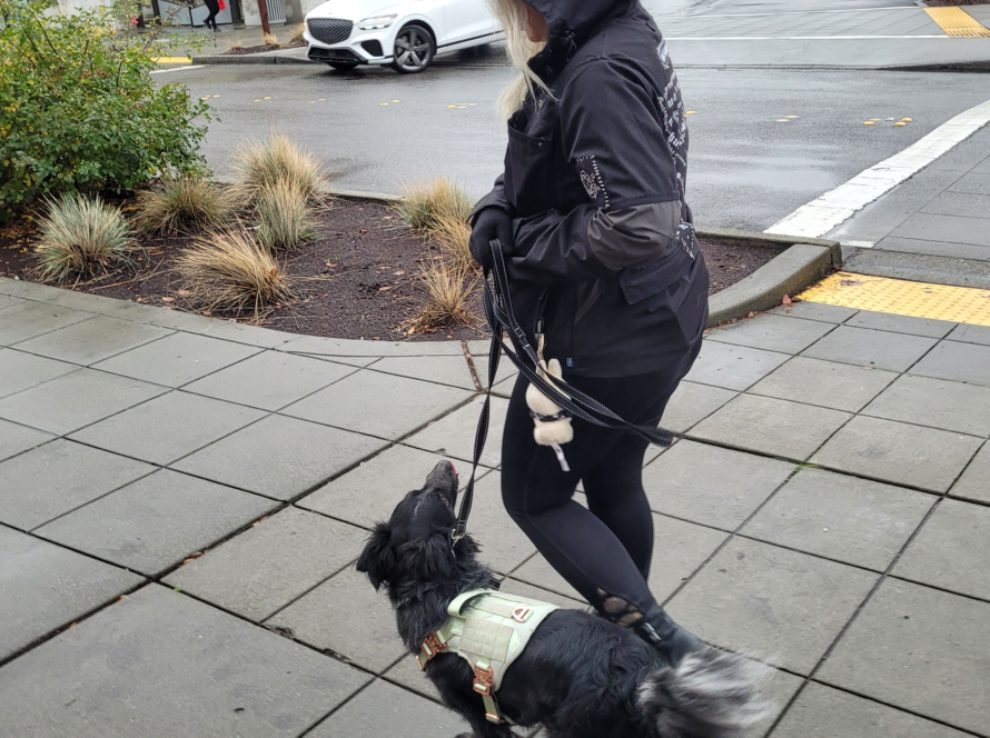 service dog training maple valley renton kent seattle washington