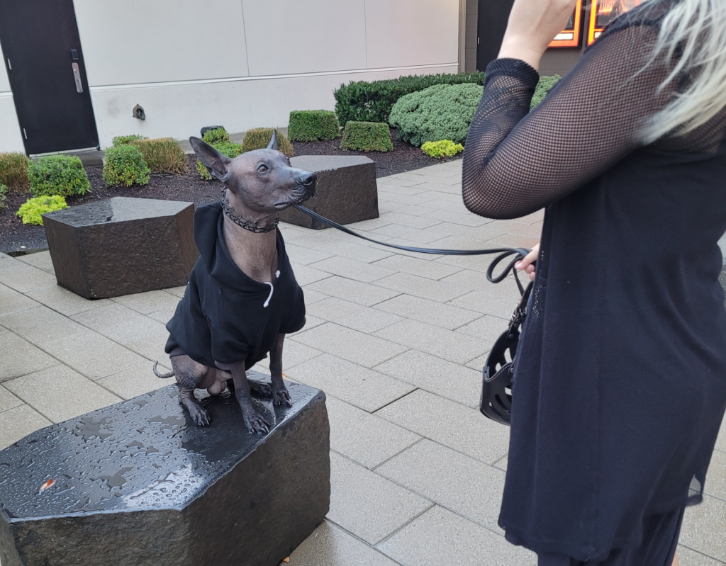 xolo obedience training seattle renton kent wa