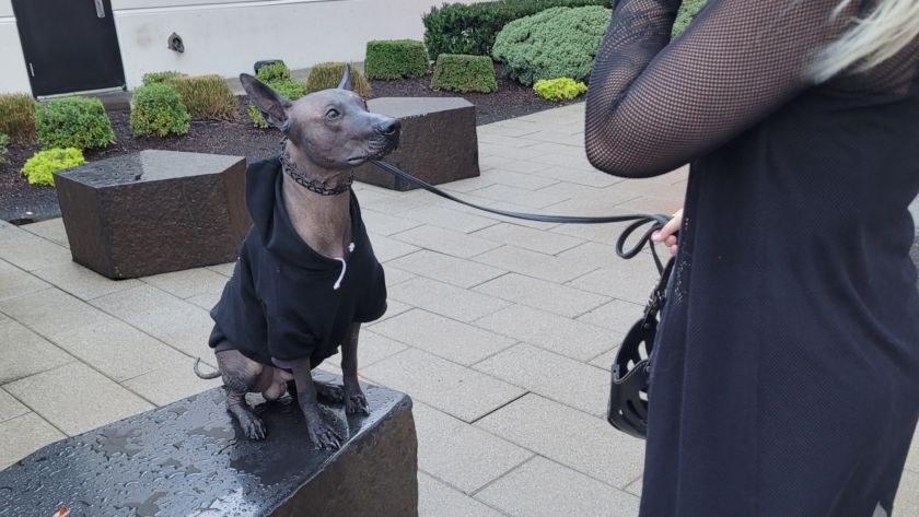 xolo obedience training seattle renton kent wa