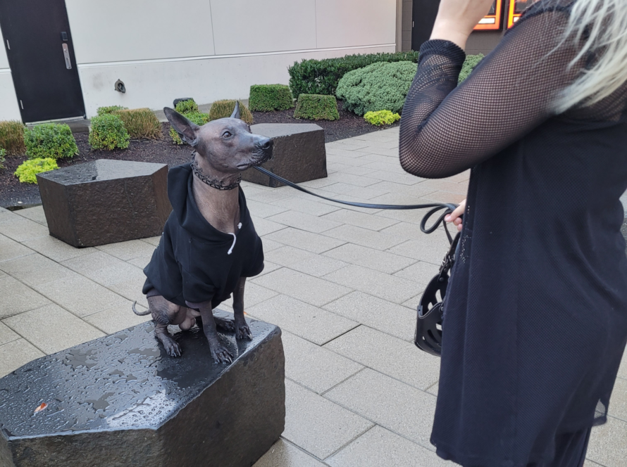 xolo obedience training seattle renton kent wa