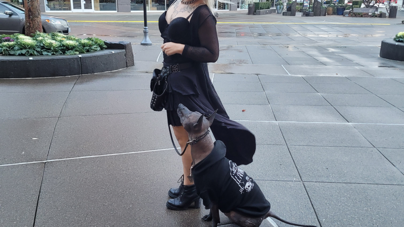 xolo service dog seattle renton kent washington