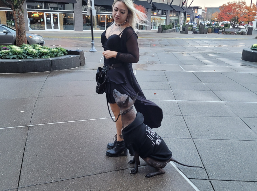 xolo service dog seattle renton kent washington