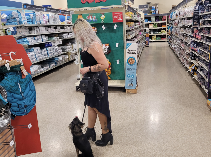 small dog service dog training seattle kent washington