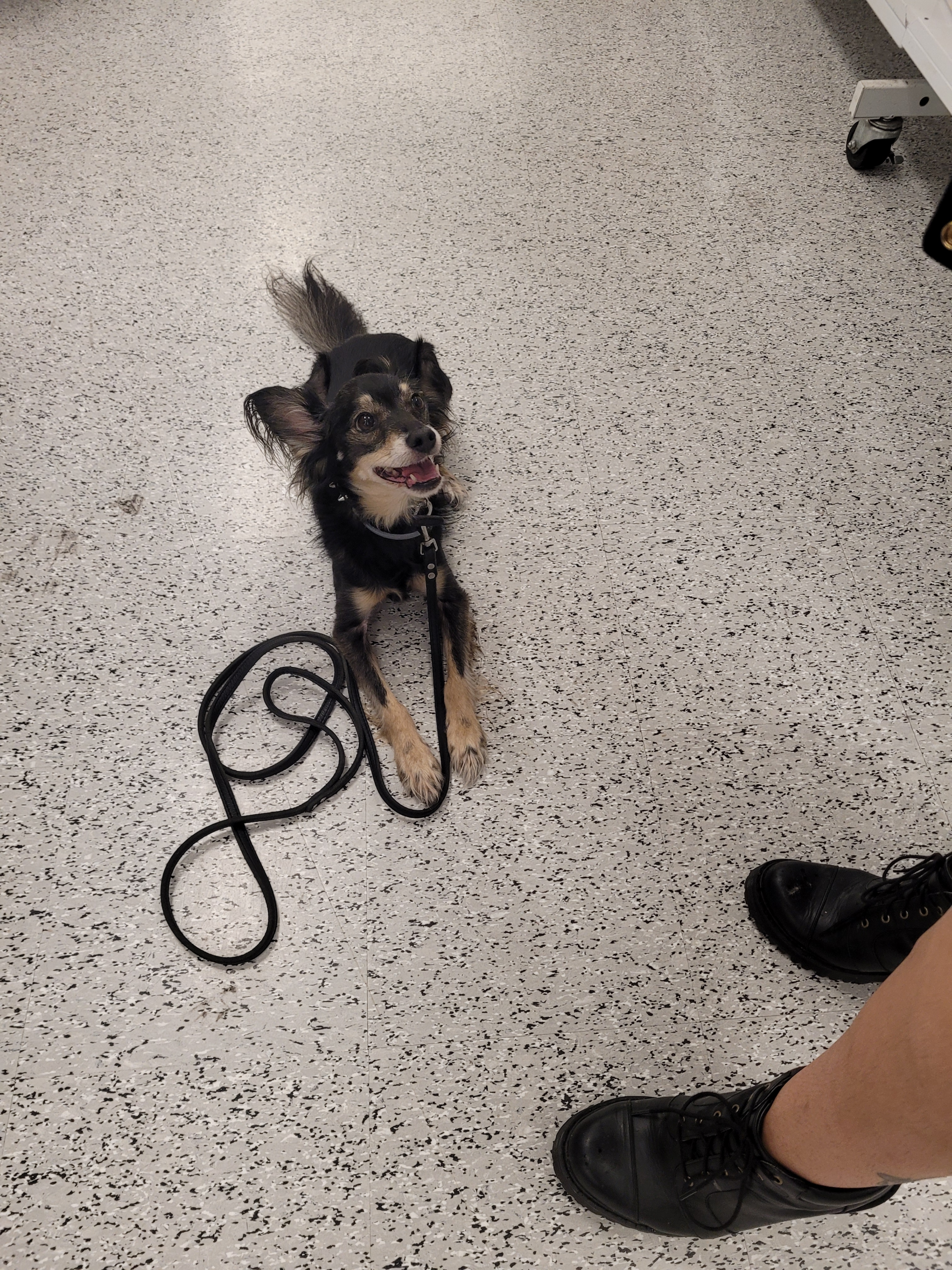 AKC Evaluation