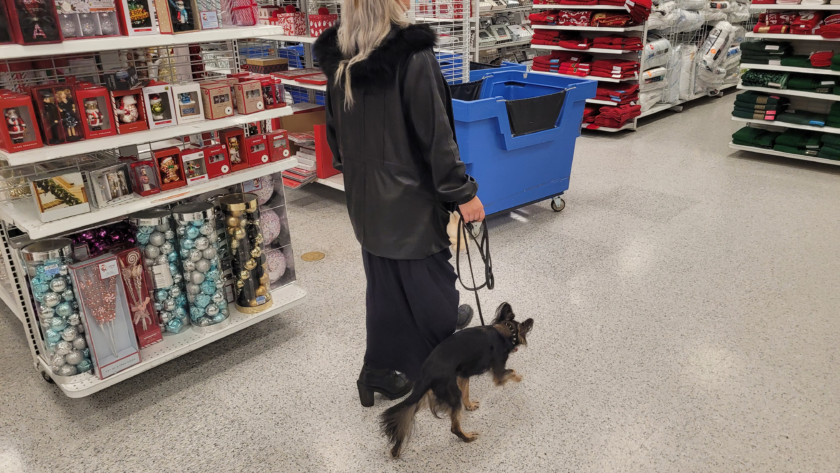 service dog in a pet store seattle renton kent washington