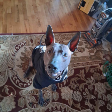 hairless xoloitzcuintli male