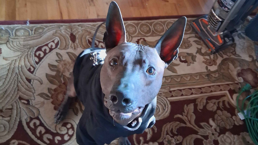 hairless xoloitzcuintli male