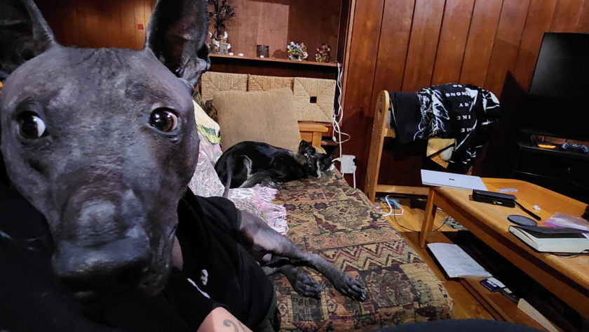 xolo wearing a winter jacket