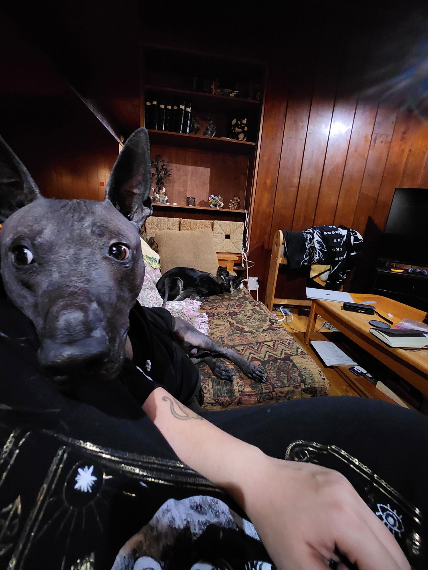 xolo wearing a winter jacket