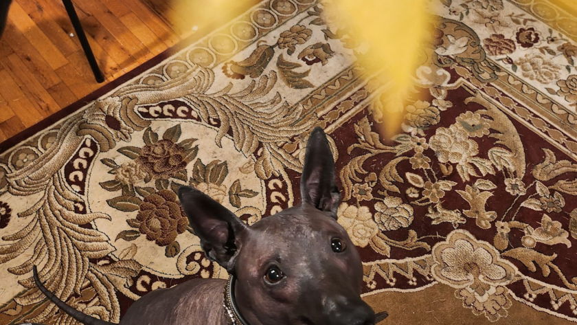 xoloitzcuintli looking at a leaf