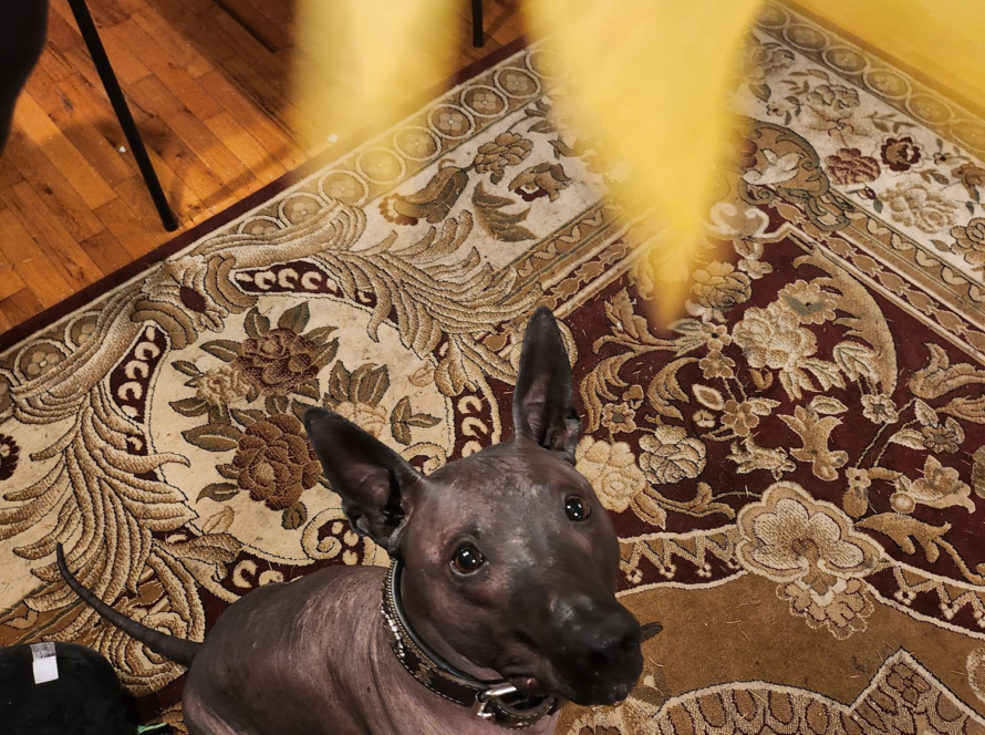 xoloitzcuintli looking at a leaf