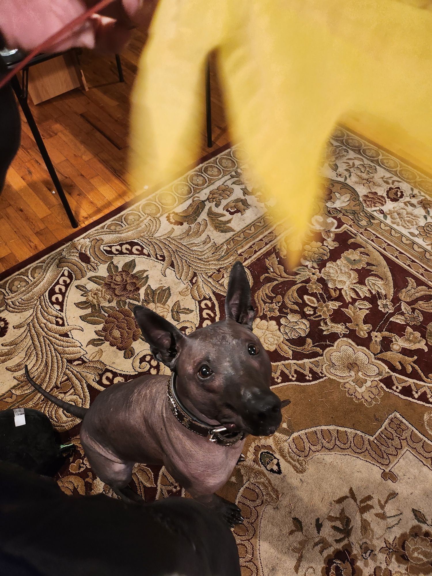xoloitzcuintli looking at a leaf