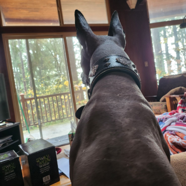 xolo guarding a home
