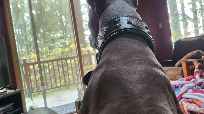 xolo guarding a home