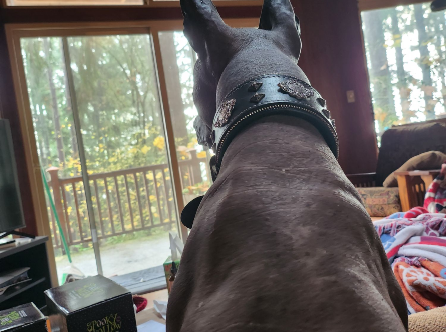 xolo guarding a home