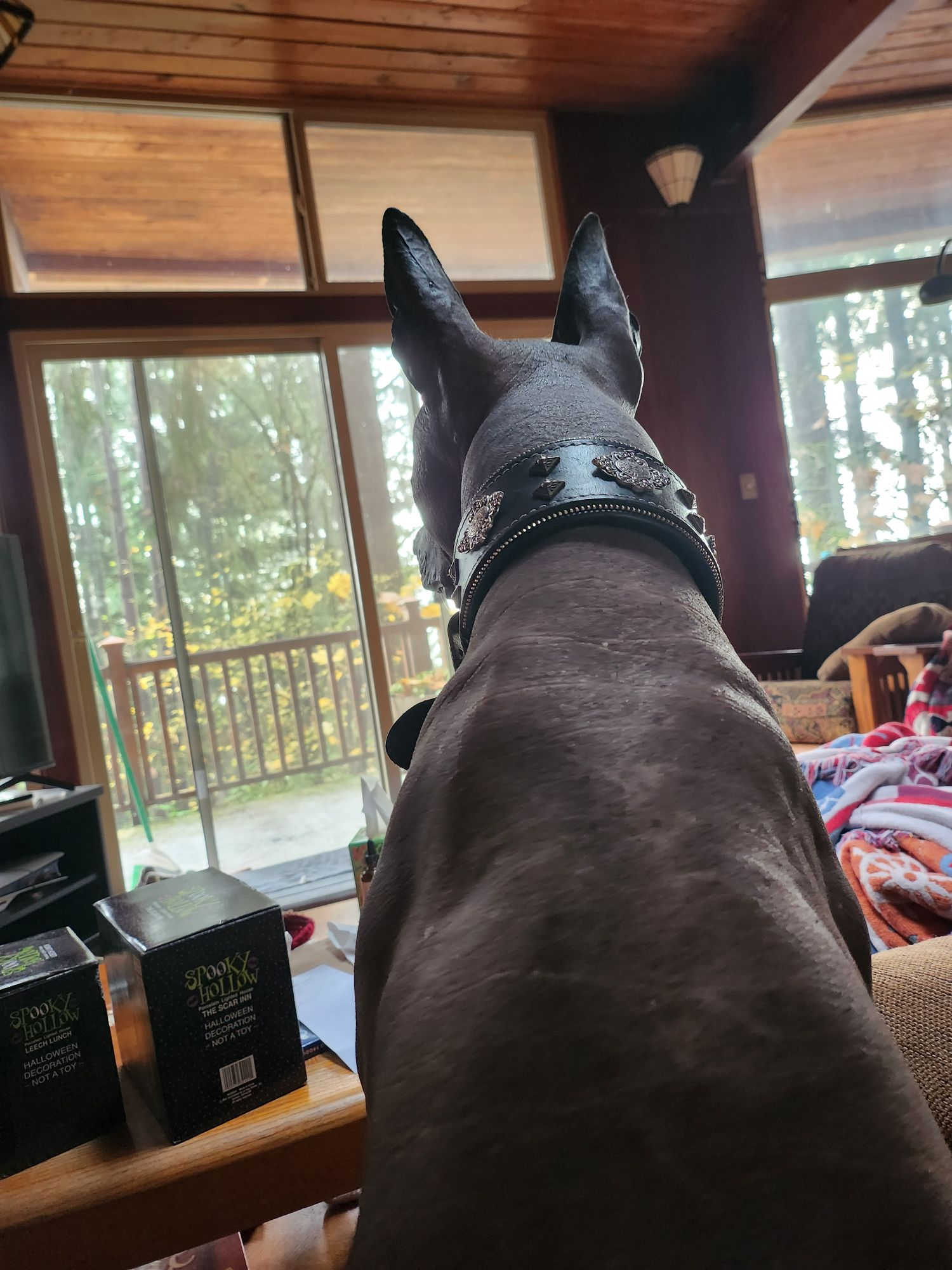 xolo guarding a home
