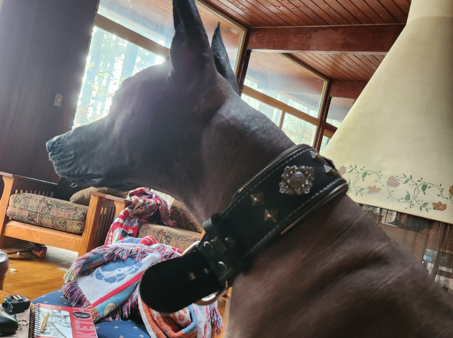 dog fitness training