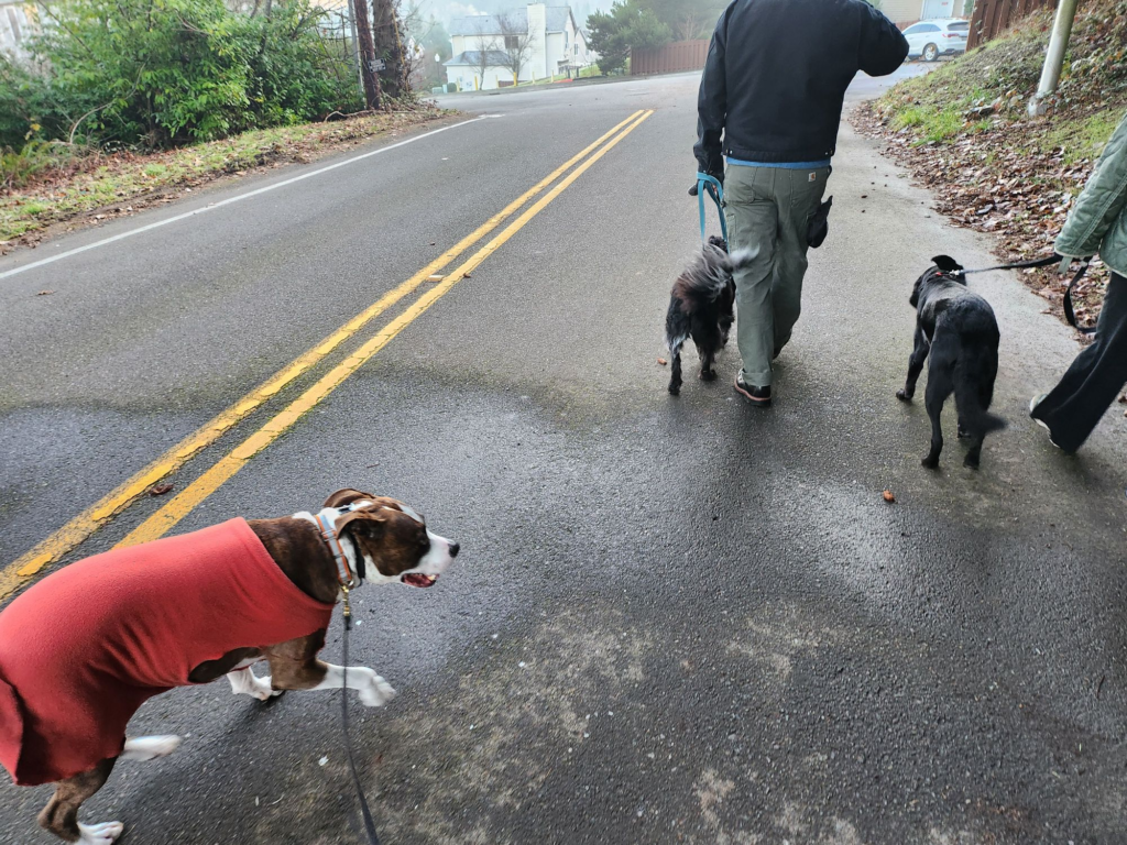 group dog training behavior classes kent washington maple valley seatac renton seattle