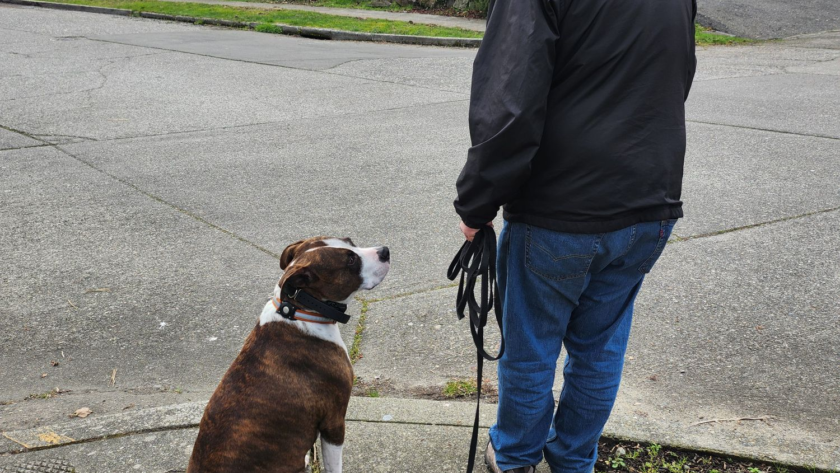 service dog training online seattle maple valley covington wa
