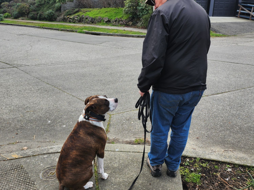 service dog training online seattle maple valley covington wa