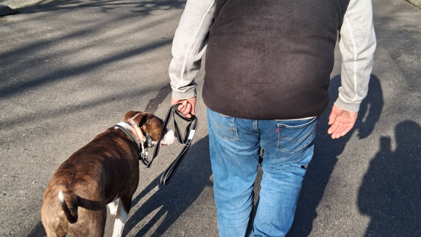 service dog training king county wa kent renton maple valley