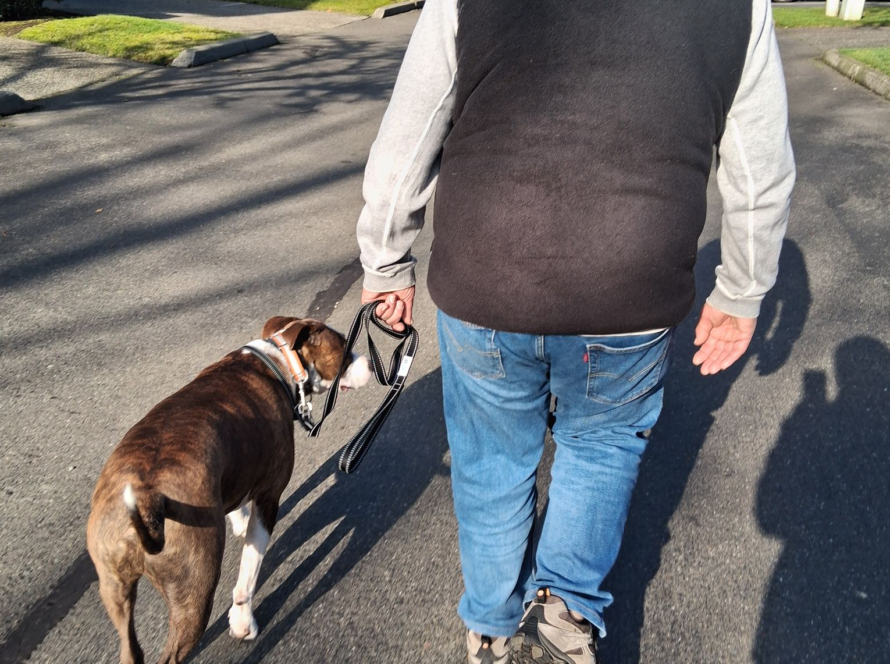 service dog training king county wa kent renton maple valley