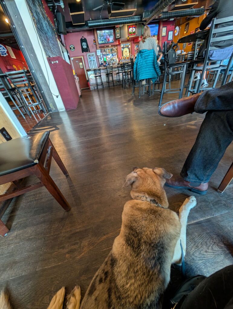 public access service dog training kent renton maple valley washington