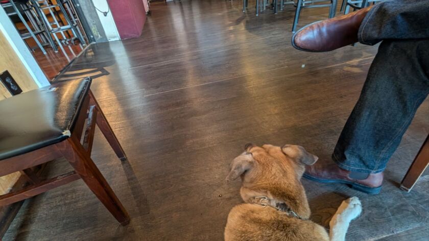 public access service dog training kent renton maple valley washington