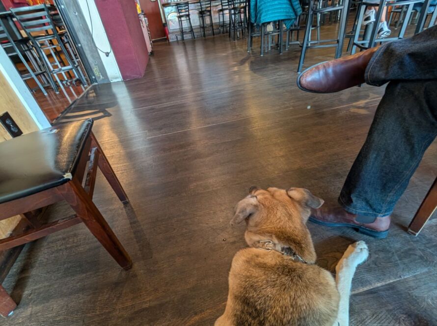 public access service dog training kent renton maple valley washington