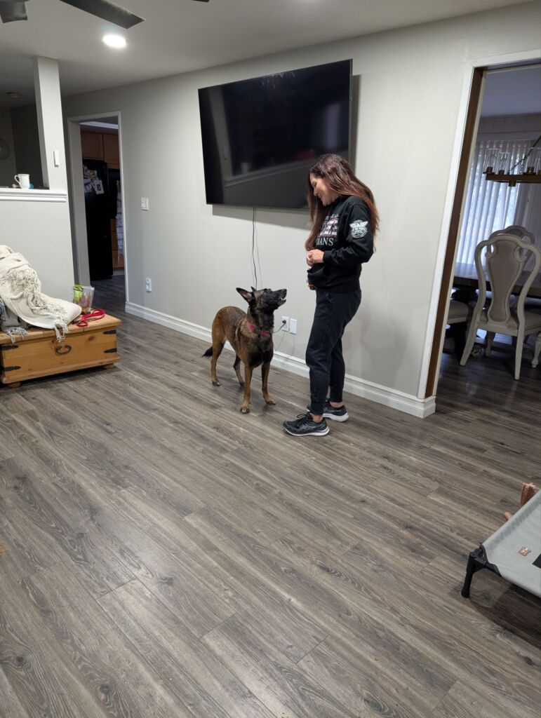 dog trainer jobs seattle washington