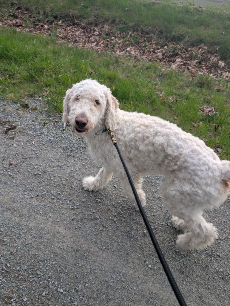 pet sitting kent seattle maple valley wa
