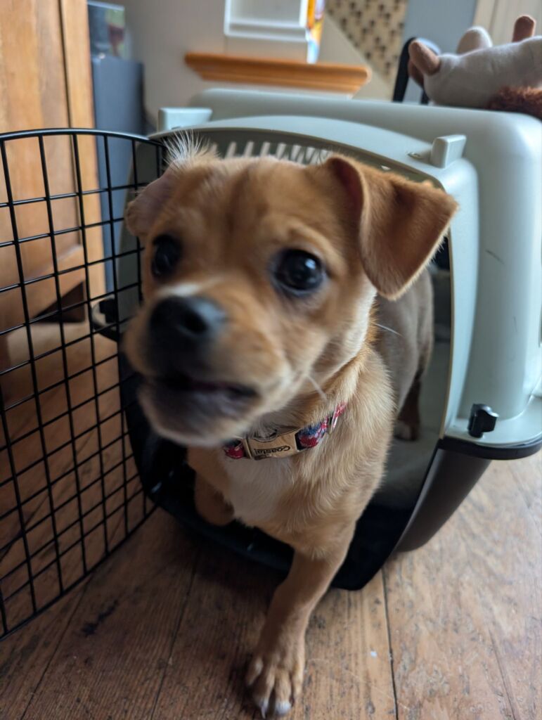 dog training kent maple valley seattle wa