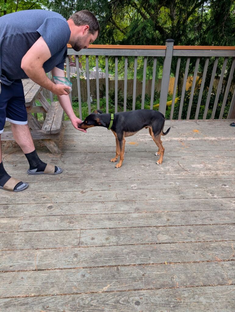 dedication in dog training
