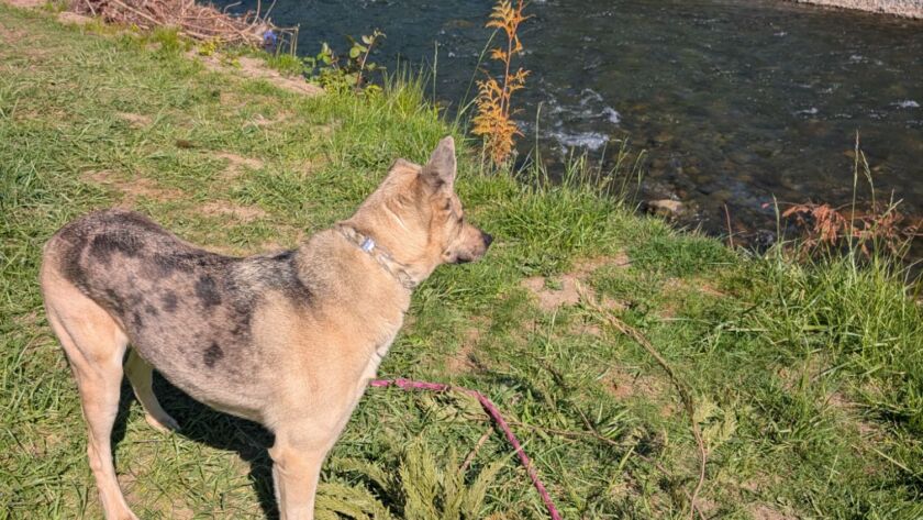 reactive dog walking seattle WA