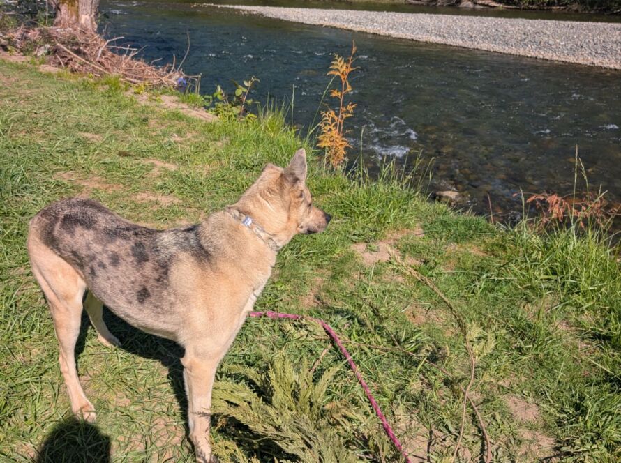 reactive dog walking seattle WA