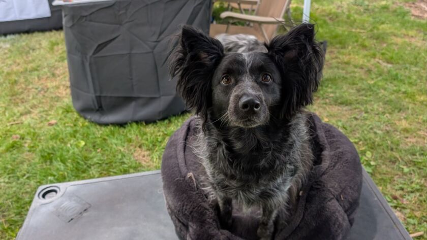 online akc trick dog