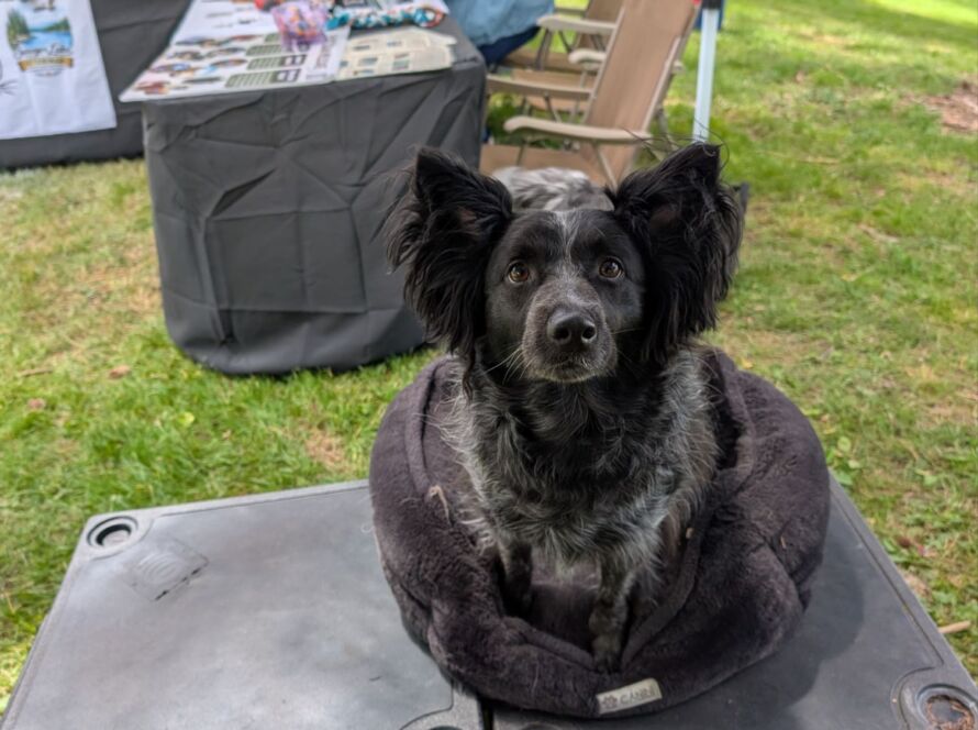 online akc trick dog